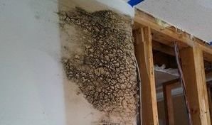 Mold Growth Caused By Water Damage 